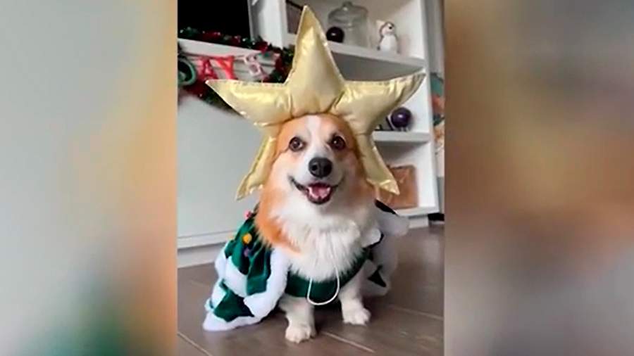 A Corgi Christmas Tree Sends Happy New Year Greetings to the Internet Users