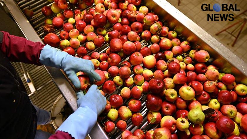 Poland to Say Apple Market Collapsed Due to Ban on Exports to Russia