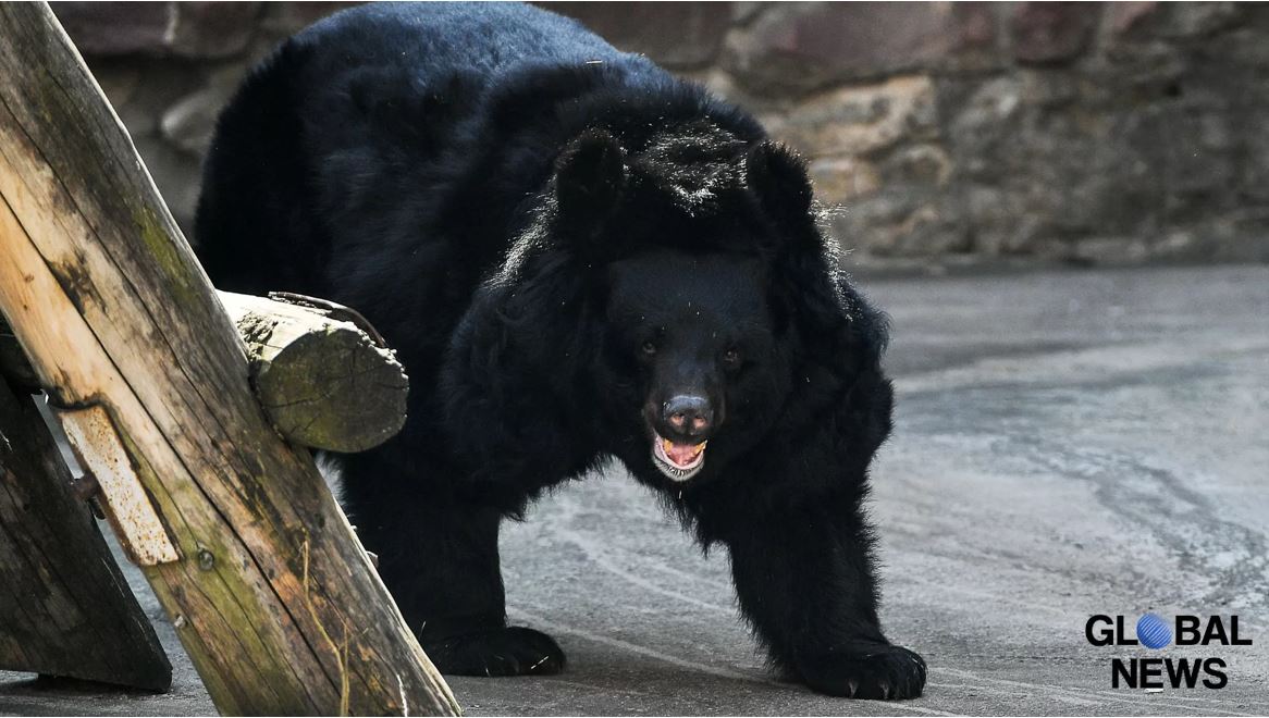 “Dance” of a Bear Woken Up after Hibernation in Primorye Captured on Video