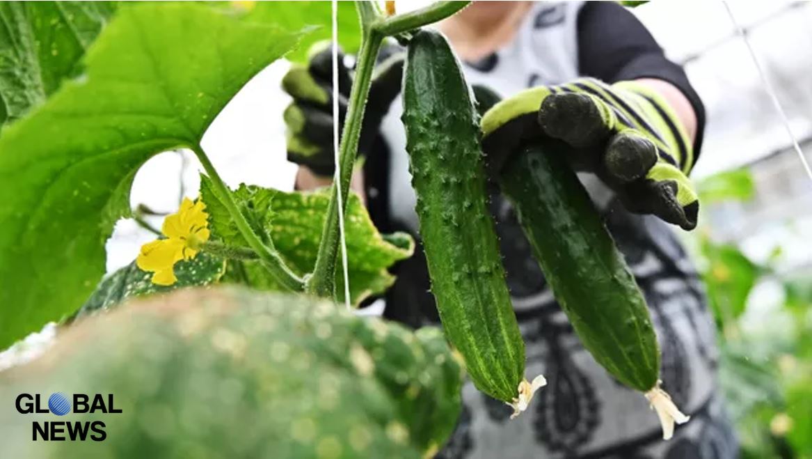 Germans Shocked by Russian Cucumbers in Poland
