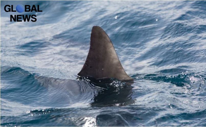 “The Chinese to be left without soup”: Brussels Decides to Stop Trade with Shark Fins