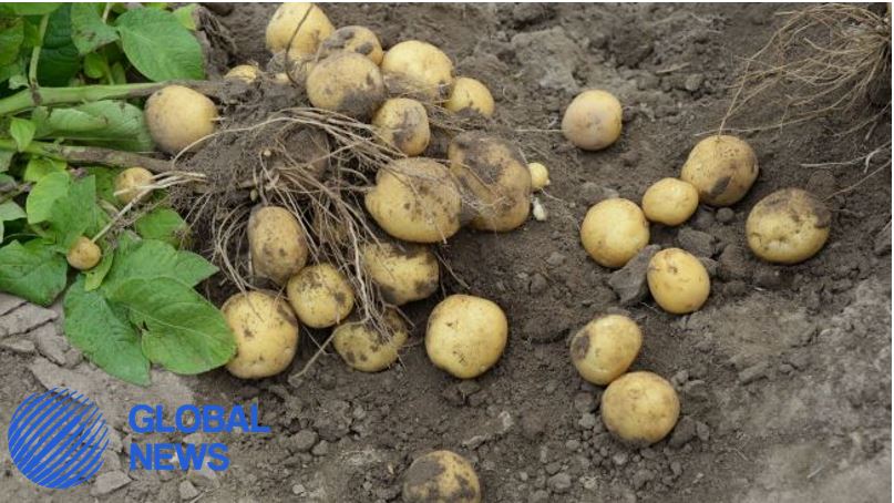 Media: Europe may miss potatoes for Christmas